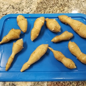 10 very small Organic 'White Fuseau' Sunchokes (Helianthus tuberosus) tubers - aka Jerusalem Artichokes   ... freshly harvested!