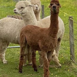 May include: Three alpacas in a field, one is brown and two are white. The brown alpaca is standing in the center of the image, while the two white alpacas are standing behind it.