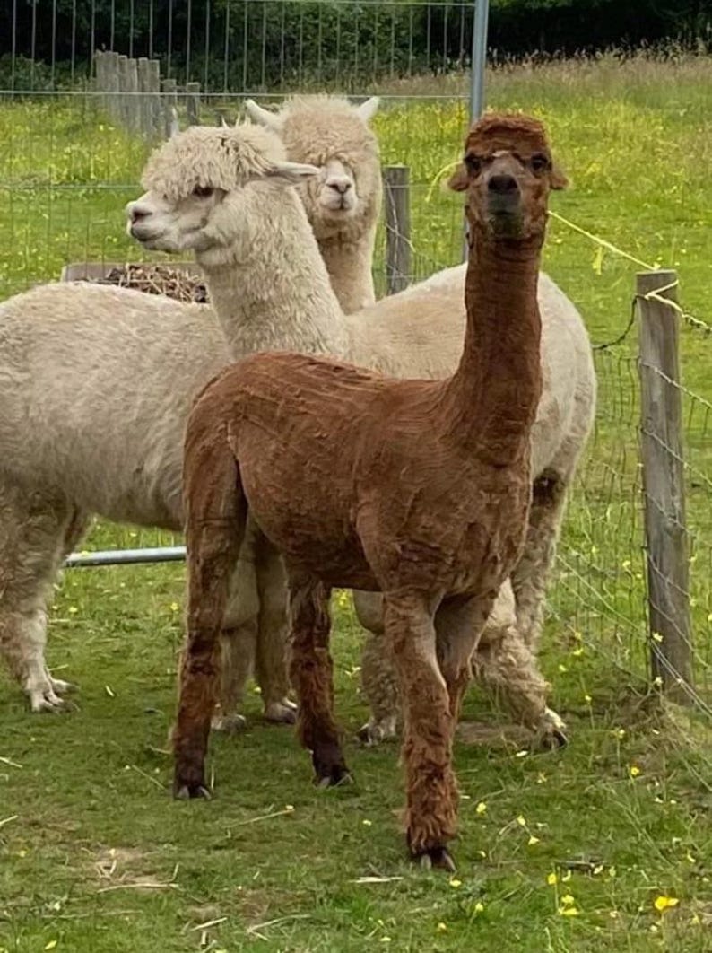 May include: Three alpacas in a field, one is brown and two are white. The brown alpaca is standing in the center of the image, while the two white alpacas are standing behind it.