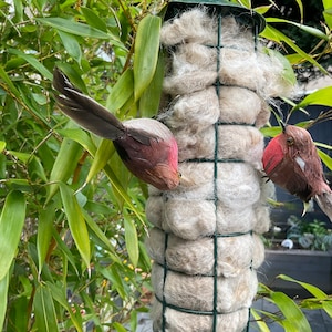 May include: A bird feeder filled with white, fluffy material, suspended from a branch. Two small, red and brown birds are perched on the feeder.