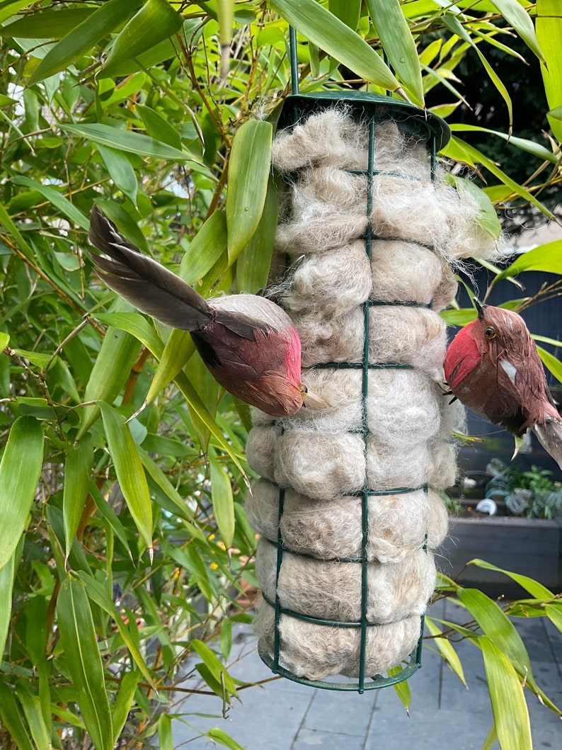 May include: A bird feeder filled with white, fluffy material, suspended from a branch. Two small, red and brown birds are perched on the feeder.