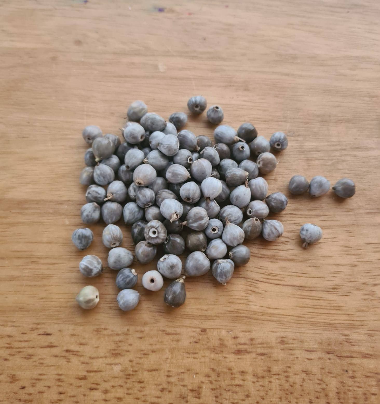 Wholesale Beads Jobs Tears Coix Lacryma Jobi Seeds Tears of Job Beads