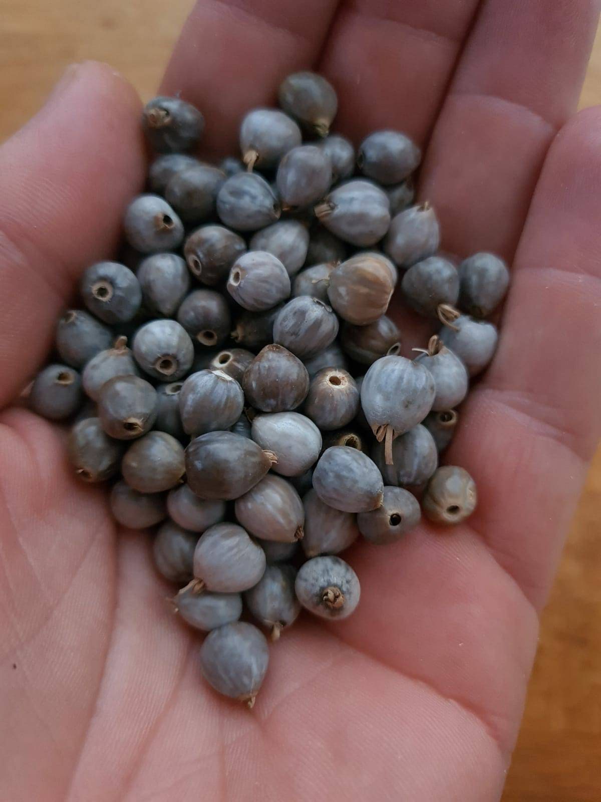 Wholesale Beads Jobs Tears Coix Lacryma Jobi Seeds Tears of Job Beads