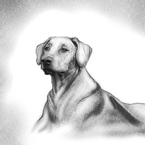 Puede incluir: Dibujo a l&aacute;piz en blanco y negro de un perro llamado "Jacky". El perro es un Rhodesian Ridgeback, una raza grande con una cresta de pelo distintiva que recorre su espalda. El perro est&aacute; mirando hacia la izquierda de la imagen.