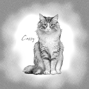 Puede incluir: Un dibujo a l&aacute;piz en blanco y negro de un gato de pelo largo llamado "Cassy". El gato est&aacute; sentado con las patas delanteras metidas debajo del pecho y la cola enroscada alrededor del cuerpo.