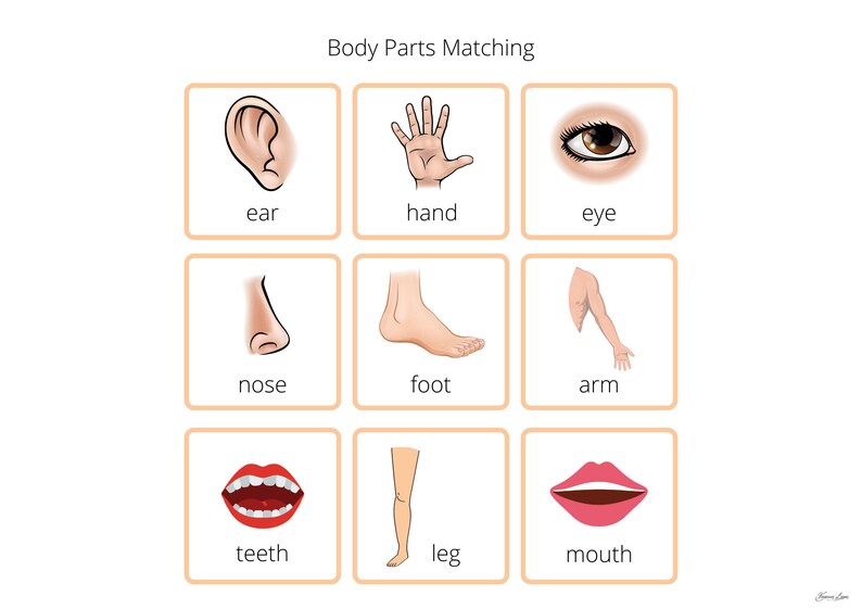 Emotions Chart and Parts of the Body Worksheet, Busy Book Pages ...
