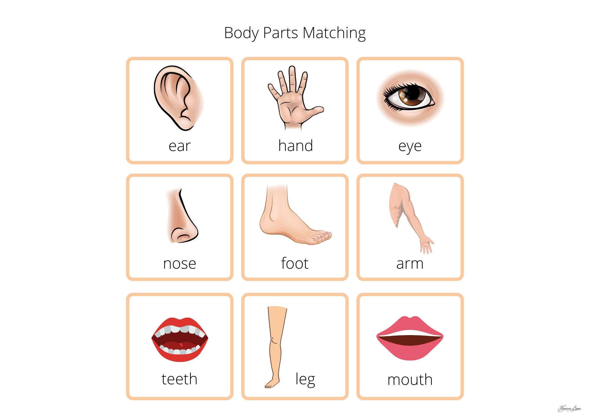 Emotions Chart and Parts of the Body Worksheet, Busy Book Pages ...