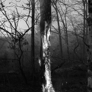 May include: A black and white photograph of a tree trunk engulfed in flames. The fire is burning brightly, and the smoke is rising up into the air. The tree is surrounded by other trees, and the ground is covered in leaves.
