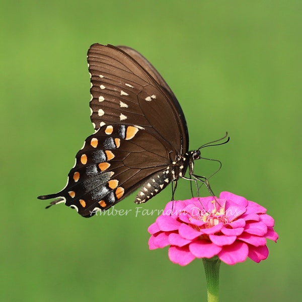 Butterfly on a Pink Zinnia Flower digital image Digital Download - Square Ratio 300dpi 13MB
