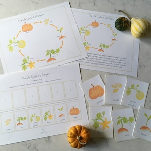 Paquete del ciclo de vida de la calabaza - Estudio de la naturaleza de Charlotte Mason