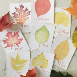 Tarjetas didácticas de hojas de otoño - Estudio de la naturaleza de Charlotte Mason