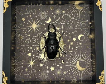 Celestial Themed Stag Beetle Display