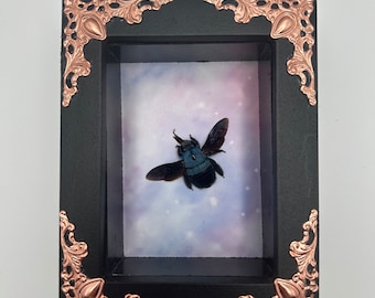 Custom Blue Carpenter Bee Display