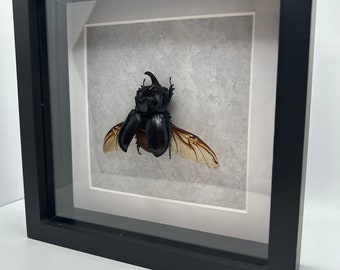 Large Rhino Beetles, Trichogomphus martabani, in flying pose