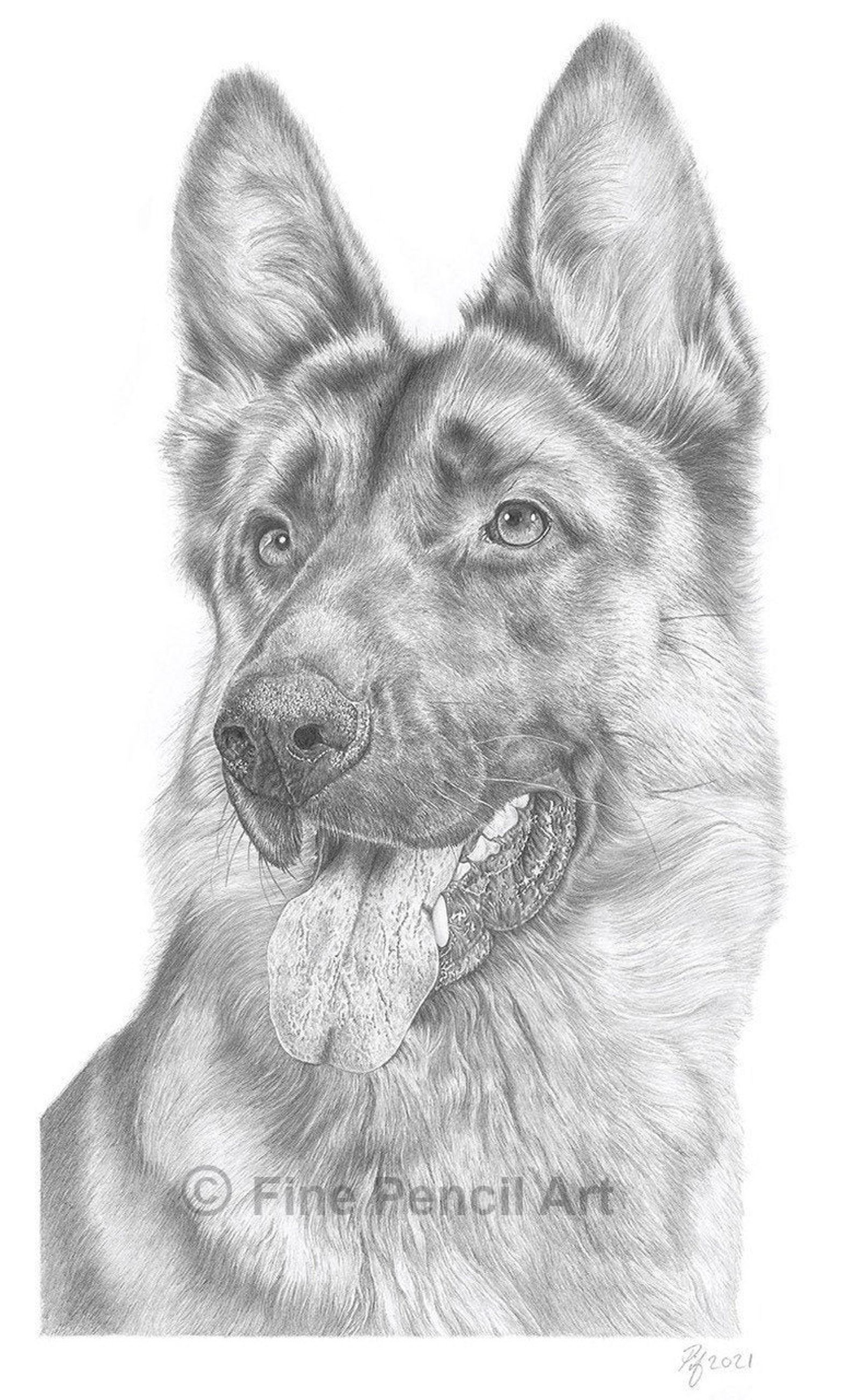 German Shepherd Alsatian Portrait Pencil Drawing Print | Etsy