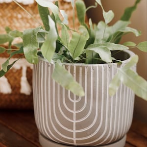 May include: A green leafy plant in a grey concrete planter with a white geometric design. The planter has a matching saucer.
