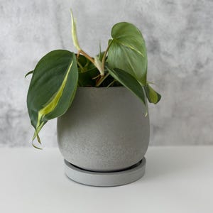 May include: A houseplant in a grey concrete pot with a matching saucer. The plant has green, heart-shaped leaves with yellow edges. The background is a textured, light grey wall.
