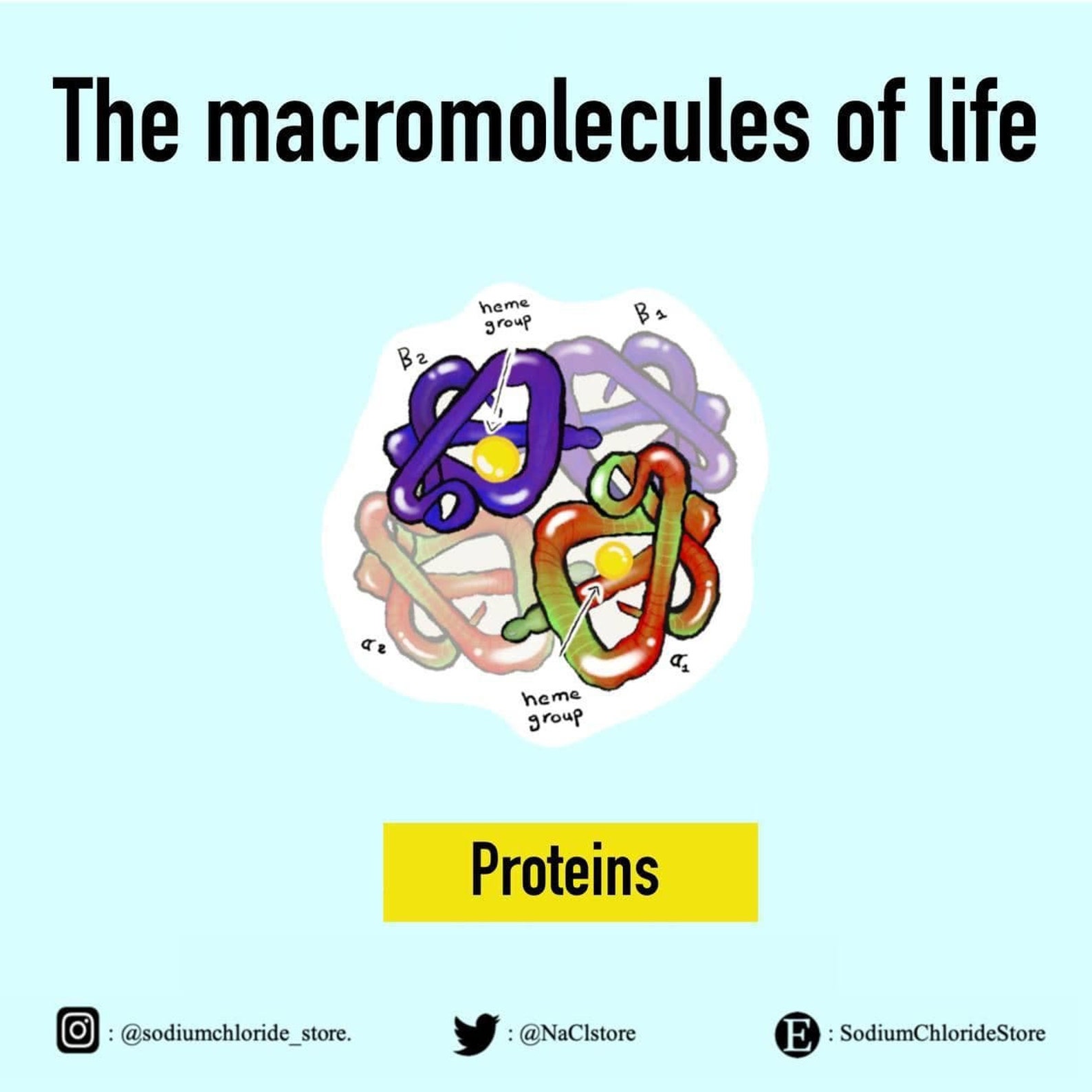 The Macromolecules of Life Biology Stickers Science Etsy