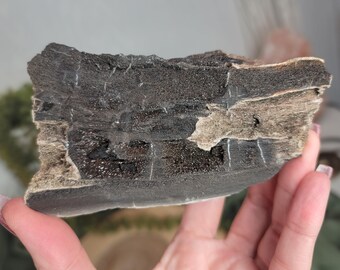 Permineralized Wood, Indonesia | 03
