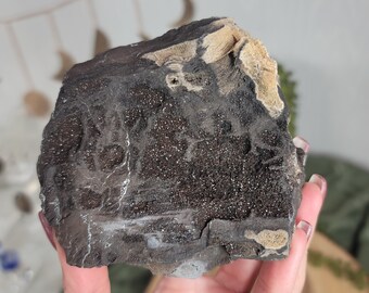 Permineralized Wood, Indonesia | 04