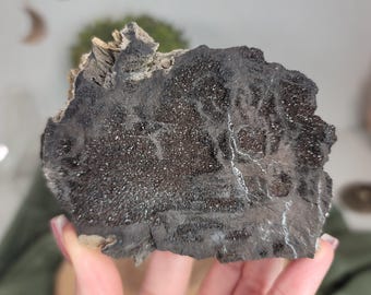 Permineralized Wood, Indonesia | 01