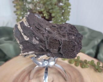Permineralized Wood, Indonesia | 02