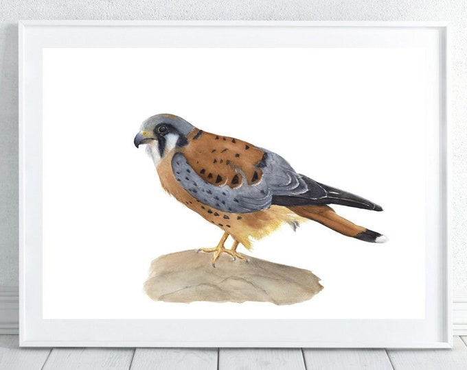 Hawk watercolor printable hawks PNG & JPG Bird Painting, Red tailed Hawk bird eagle watercolor print wall decor, Hawk Print, birds print