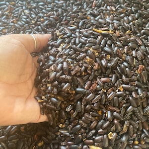 Dried Darkling beetles | 3 oz