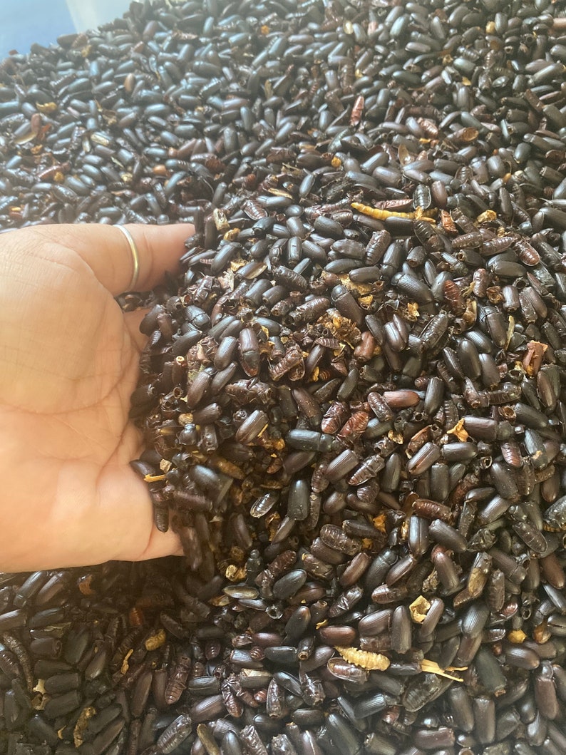 Dried Darkling Beetles 3 Oz Etsy