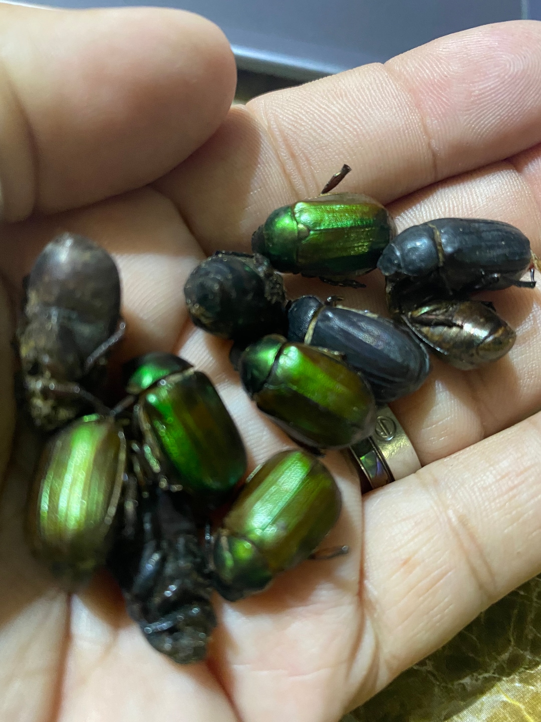 HEY BEETLE BEETLE Dried Beetles 1 Oz Bag Etsy