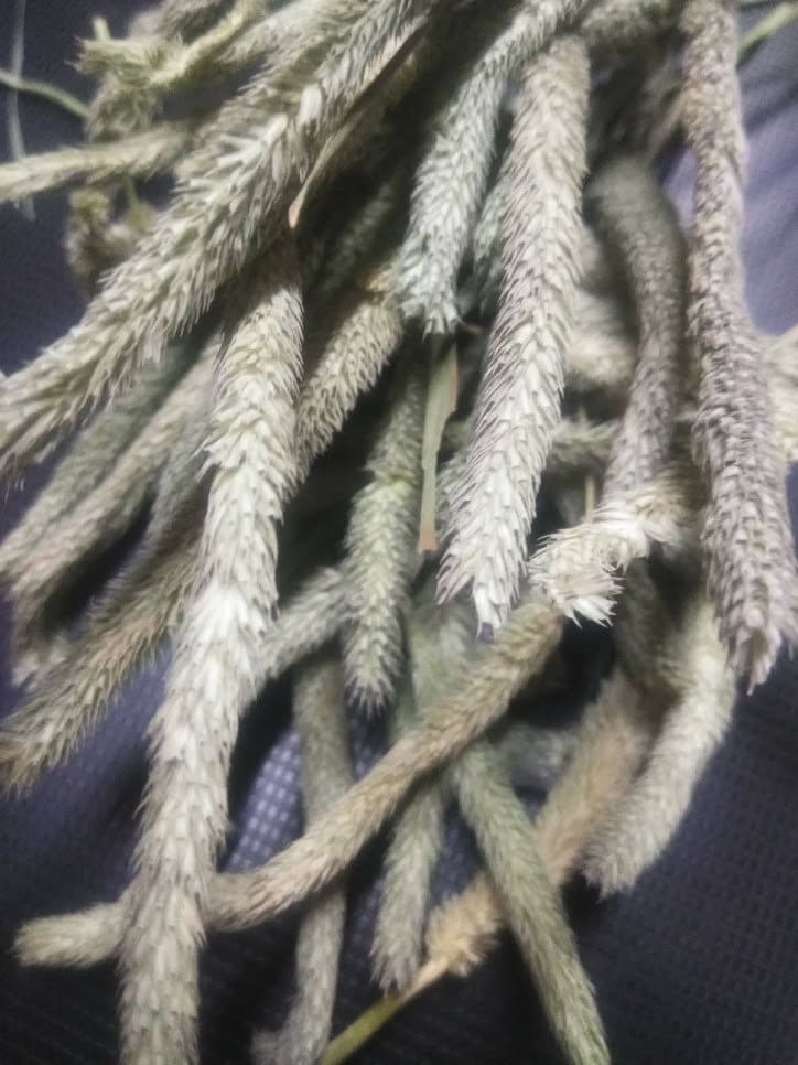 Timothy Grass/hay Seed Head Treats 12 Grams Etsy