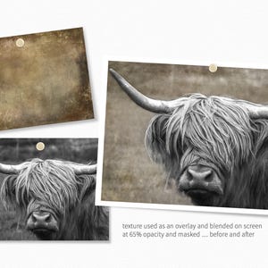 May include: A black and white photograph of a Highland cow with long, shaggy hair. The cow is looking directly at the camera with a serious expression.