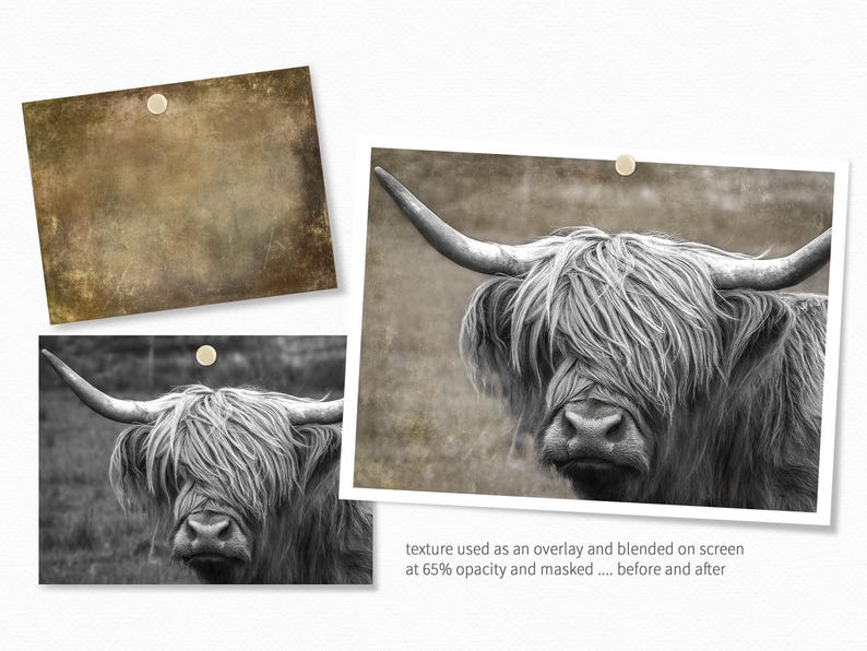 May include: A black and white photograph of a Highland cow with long, shaggy hair. The cow is looking directly at the camera with a serious expression.