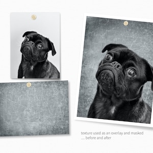 May include: A black and white photo of a pug dog with a textured overlay. The photo shows the dog looking up with a curious expression. The overlay is a grainy, distressed texture.