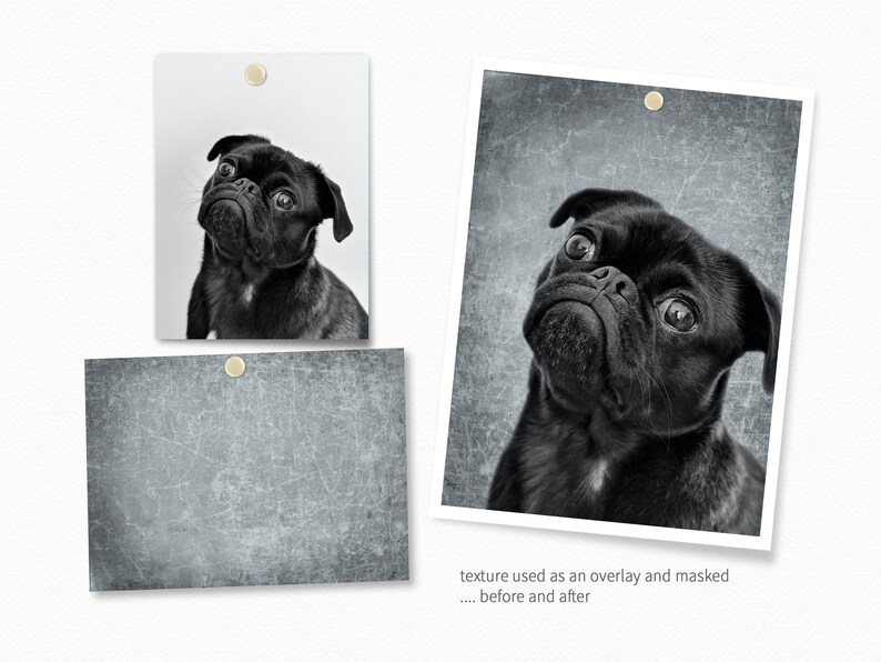 May include: A black and white photo of a pug dog with a textured overlay. The photo shows the dog looking up with a curious expression. The overlay is a grainy, distressed texture.