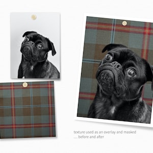 May include: A black pug dog looking up with a plaid pattern overlayed on the image. The text "texture used as an overlay and masked... before and after" is below the image.