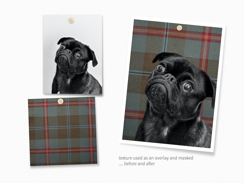 May include: A black pug dog looking up with a plaid pattern overlayed on the image. The text "texture used as an overlay and masked... before and after" is below the image.