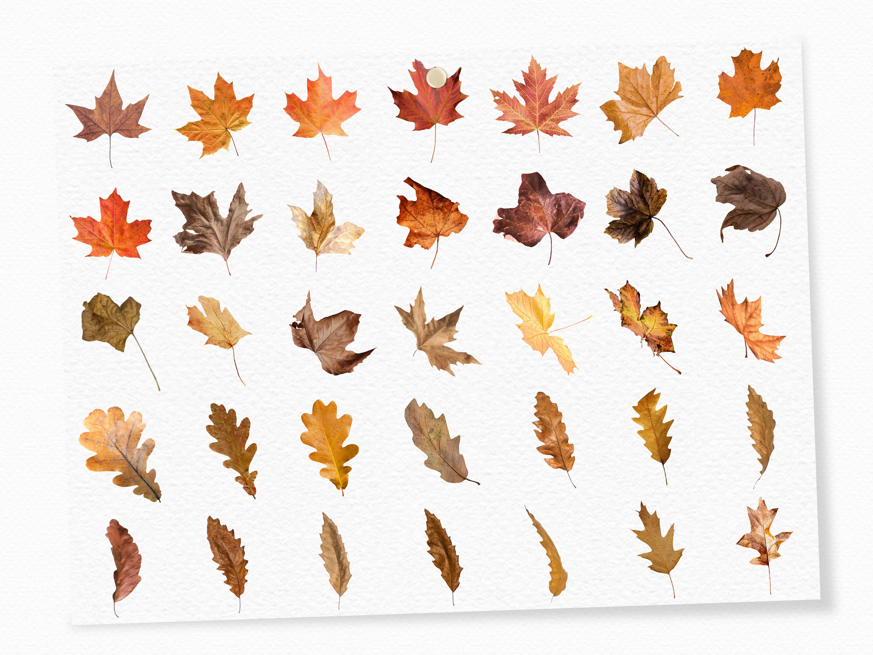 Autumn Leaves Overlays - Falling Leaves - Photo Overlays - Fall ...