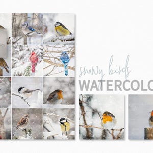 Acuarelas digitales de pájaros nevados - Aves de invierno - Fondo de aves invernales - Acuarelas de nieve - Aves de sublimación - Aves en la nieve invernal