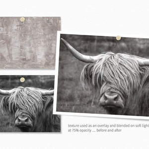 May include: A black and white photograph of a Highland cow with long, shaggy hair. The cow is looking directly at the camera. The image is a before and after example of using a texture overlay on a photograph.