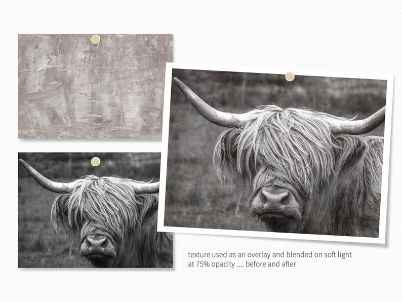 May include: A black and white photograph of a Highland cow with long, shaggy hair. The cow is looking directly at the camera. The image is a before and after example of using a texture overlay on a photograph.