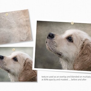 Op de afbeelding: Voor- en na-beeld van een golden retriever puppy. De afbeelding links toont de natuurlijke vachtkleur van de puppy. De afbeelding rechts toont de vacht van de puppy met een textuurlaag die er een vintage look aan geeft.