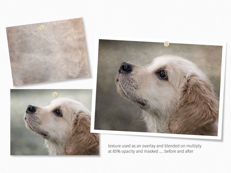 Op de afbeelding: Voor- en na-beeld van een golden retriever puppy. De afbeelding links toont de natuurlijke vachtkleur van de puppy. De afbeelding rechts toont de vacht van de puppy met een textuurlaag die er een vintage look aan geeft.