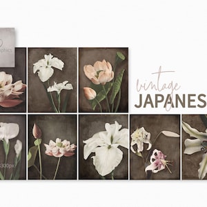Vintage japonais 2 - gravures botaniques coloriées à la main - illustrations florales anciennes - photographie Kazumasa Ogawa - lotus vintage