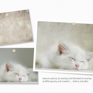 Op de afbeelding: Een witte kat met gesloten ogen slaapt op een wit oppervlak. De kat heeft een lichtroze neus en witte vacht. De afbeelding toont een voor-en-na-voorbeeld van het gebruik van een textuur-overlay om een vintage-look aan een foto te geven.