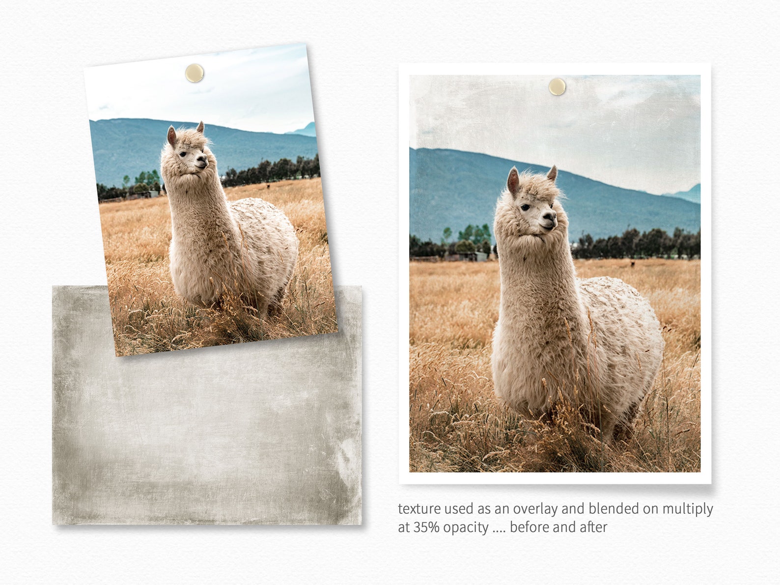 Mellow Mushroom Digital Textures Mushroom Colored Texture - Etsy