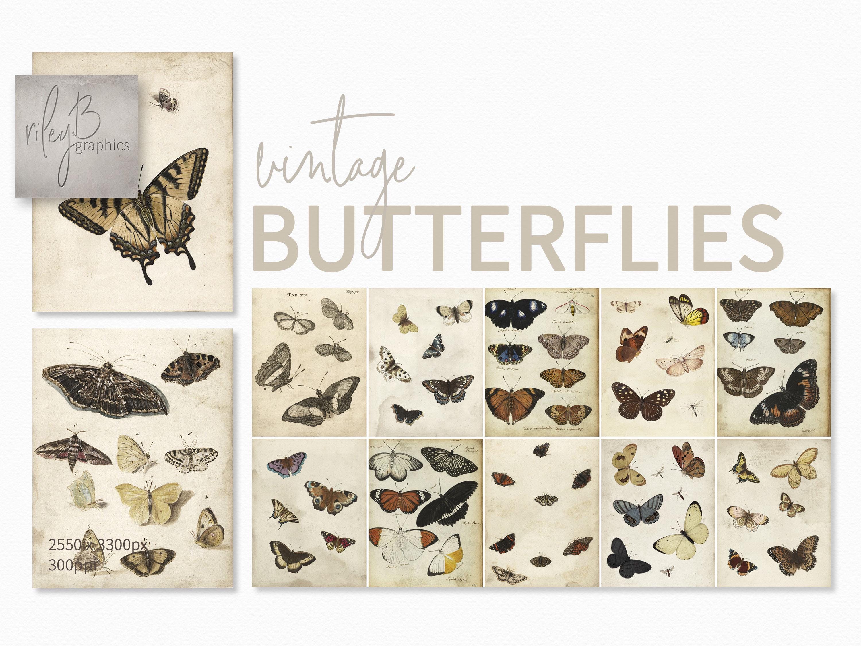 Mariposas antiguas - Bocetos de mariposas antiguas - Estudios delicados de  insectos - Ilustraciones de historia natural - Arte de mariposas antiguas -  Etsy México, image size:3000x2250