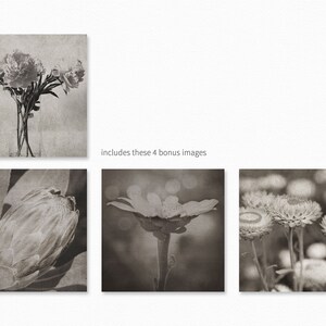 May include: A set of four black and white photographs featuring close-ups of various flowers. The images include peonies, a protea, a daisy, and a cluster of strawflowers.