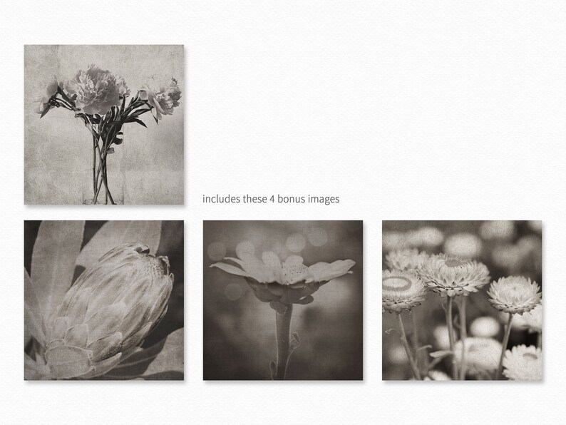 May include: A set of four black and white photographs featuring close-ups of various flowers. The images include peonies, a protea, a daisy, and a cluster of strawflowers.