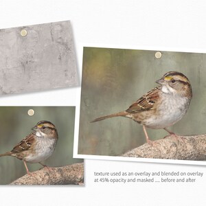 May include: A white-throated sparrow perched on a branch, with a green and brown background. The image shows the effect of a texture overlay on the image, with the before and after images side-by-side.